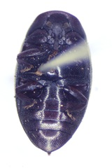 Lissomus pilarius