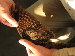 Caprimulgus fraenatus