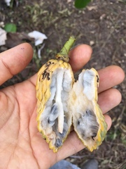 Annona hypoglauca