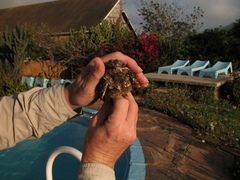 Caprimulgus fraenatus