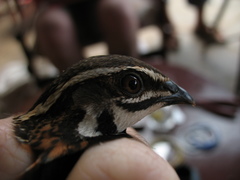 Coturnix delegorguei
