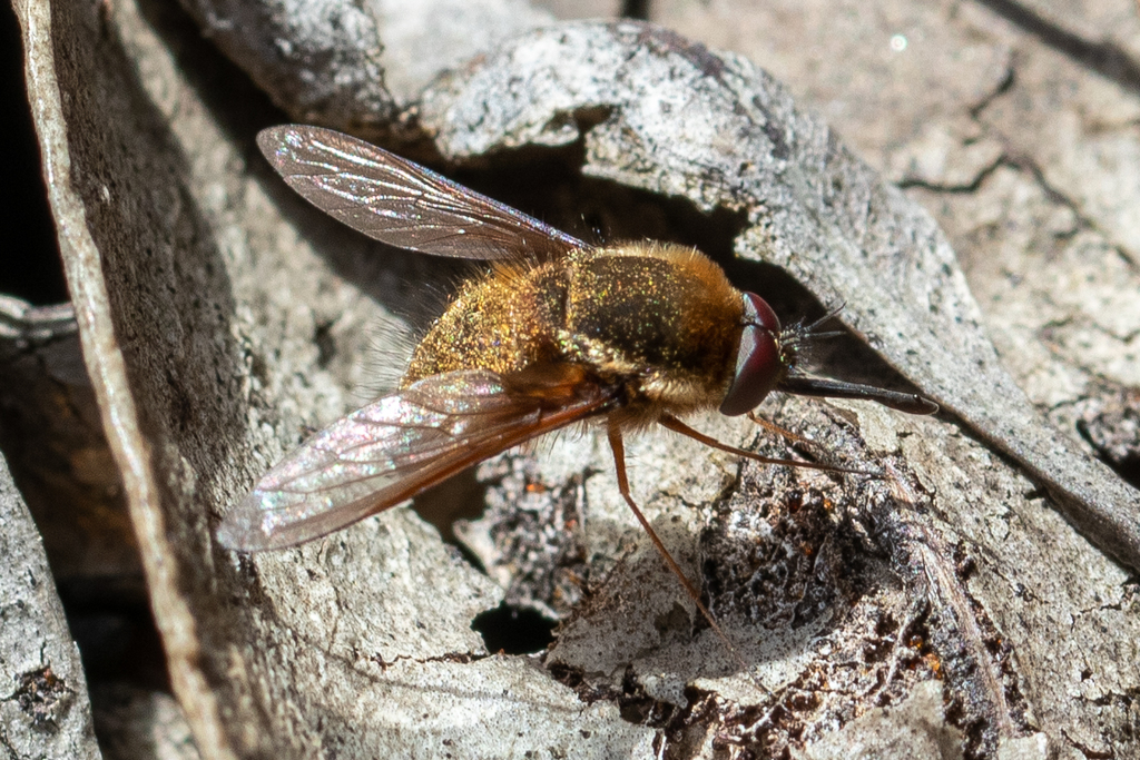 Staurostichus limbipennis