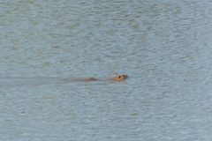 Myocastor coypus
