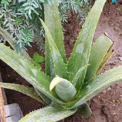 Aloe vera