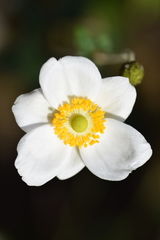 Eriocapitella × hybrida