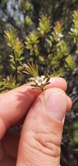 Kunzea amathicola