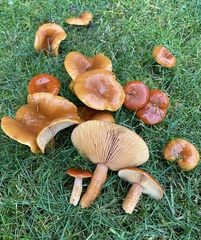 Lactarius subflammeus