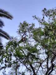 Parabuteo unicinctus