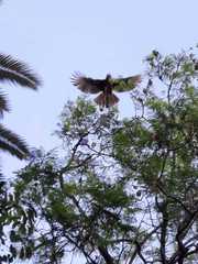 Parabuteo unicinctus