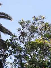 Parabuteo unicinctus