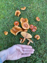 Lactarius subflammeus