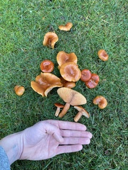 Lactarius subflammeus