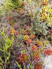 Sedum × rubrotinctum