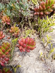 Sedum × rubrotinctum