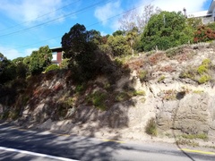 Sedum × rubrotinctum