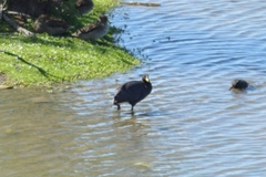 Fulica armillata