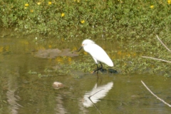Egretta thula