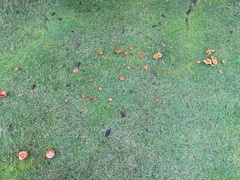 Lactarius subflammeus