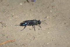 Stangeella cyaniventris