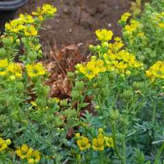 Ruta graveolens