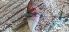 Adeloneivaia