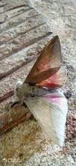 Adeloneivaia