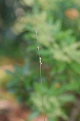 Carex divulsa divulsa