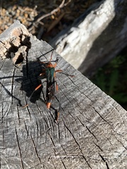 Planopus laniniensis