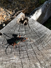 Planopus laniniensis