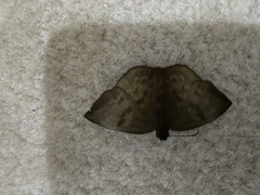 Achlyodes