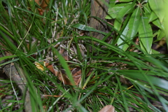 Carex divulsa divulsa