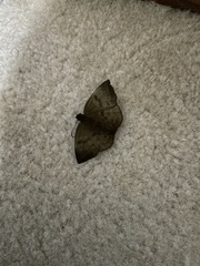 Achlyodes