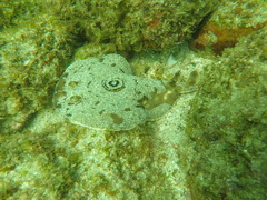 Diplobatis ommata