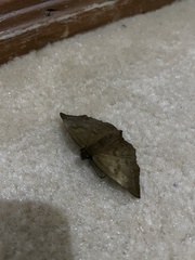 Achlyodes