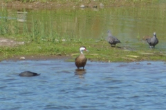 Anas bahamensis
