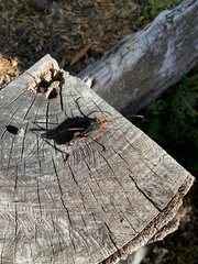 Planopus laniniensis