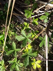 Rubus amplificatus