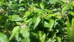 Trichostigma octandrum