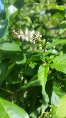 Trichostigma octandrum