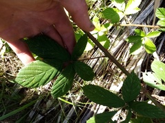 Rubus amplificatus
