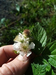 Rubus amplificatus