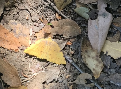 Neorumia lutea