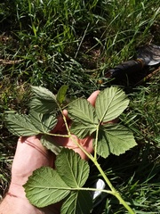Rubus amplificatus