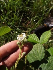 Rubus amplificatus