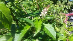 Trichostigma octandrum