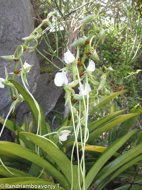 Angraecum longicalcar (Bosser) Senghas