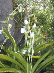 Angraecum longicalcar image