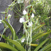 Angraecum longicalcar - Photo (c) Tiana Randriamboavonjy, some rights reserved (CC BY-NC), uploaded by Tiana Randriamboavonjy