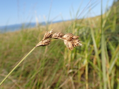 Carex hormathodes
