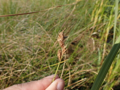 Carex hormathodes